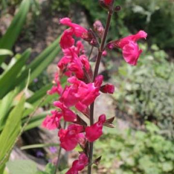 Salvia hybride 'Ping Pong'
