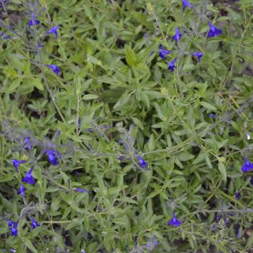 Salvia greggii 'Purple Queen'