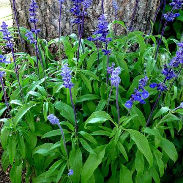 Salvia guaranitica 'Indigo Spires'