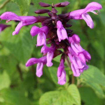 Salvia 'Rockin Lavender'