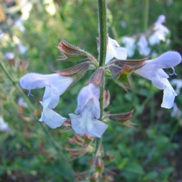 Salvia hybride 'Rolando'