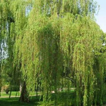 Salix sep. 'Chrysocoma'