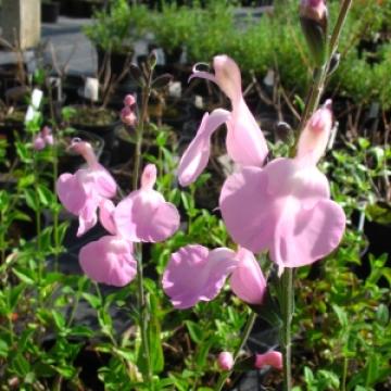 Salvia hybride 'No Shame'