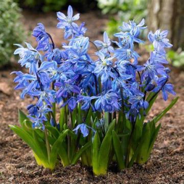 Scilla siberica