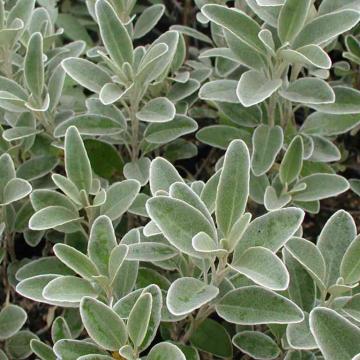 Brachyglottis greyi (Senecio greyi)