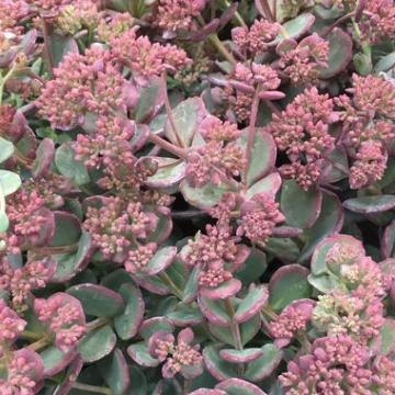 Sedum sieboldii 'Variegata'