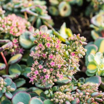 Sedum sieboldii 'Mediovariegatum'