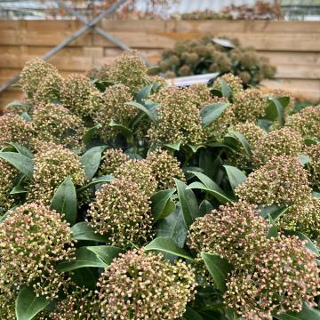 Skimmia japonica 'Finchy'