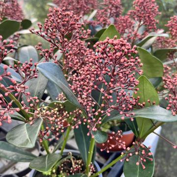 Skimmia japonica 'Rubella'