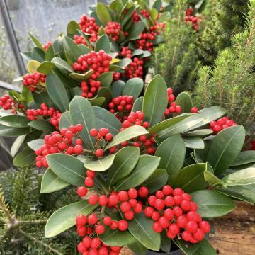 Skimmia japonica 'Temptation'