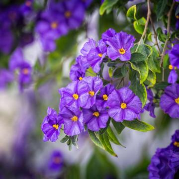 Solanum blauw