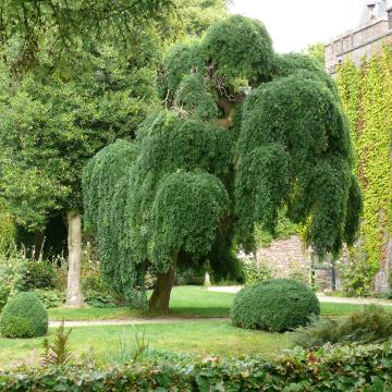 Sophora japonica 'Pendula'
