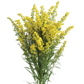 Solidago 'Solar Glory'