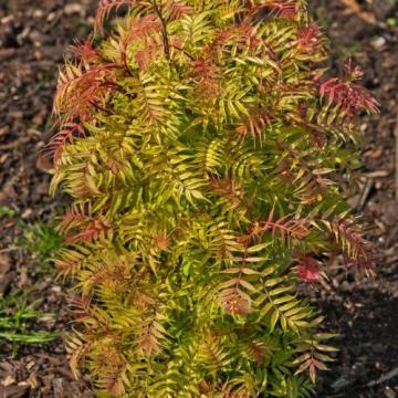 Sorbaria sorbifolia 'Sem'