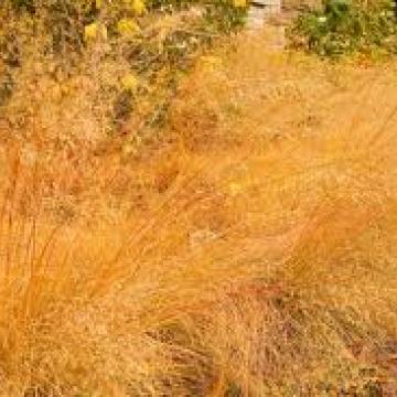 Sporobolus airoides 'Delicatesse'