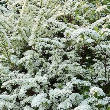 Spiraea arguta