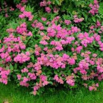 Spiraea japonica 'Anthony Waterer'