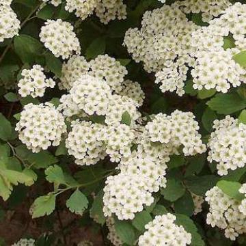 Spiraea vanhouttei (x)