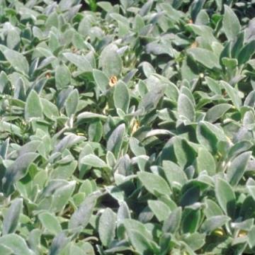 Stachys byzantina 'Silver Carpet'