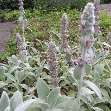 Stachys byzantina