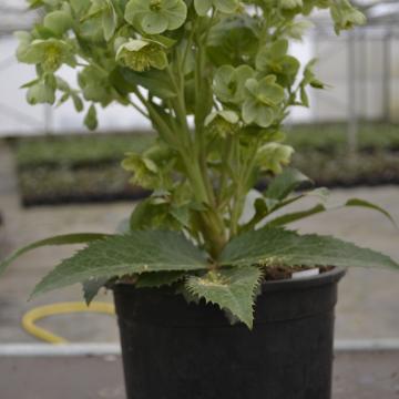 Helleborus x sternii