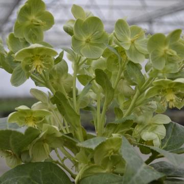 Helleborus x sternii 'Remi'