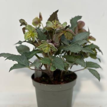 Helleborus argutifolius 'Silver Lace'