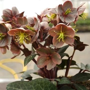 Helleborus x sternii 'Tom'