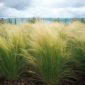 Stipa tenuissima 'Ponytails'