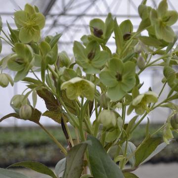 Helleborus x sternii 'Wilgenbroek'
