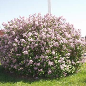Syringa meyeri 'Palibin'