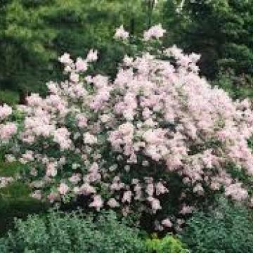 Syringa microphylla 'Superba'