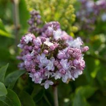 Syringa vulg. 'And. An Ludwig Spath'