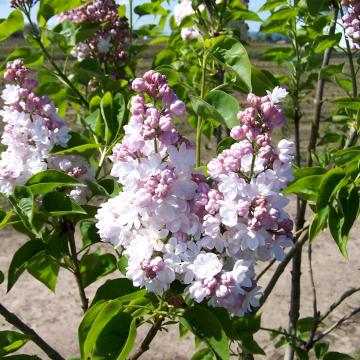 Syringa vulg. 'Belle De Nancy'