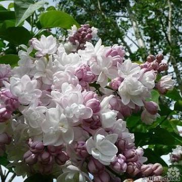 Syringa vulg. 'Beauty Of Moscow'