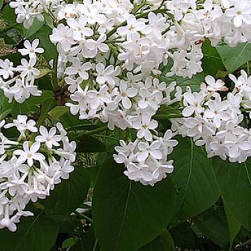 Syringa vulg. 'Madame Lemoine'