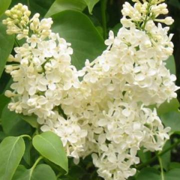 Syringa vulg. 'Primrose'