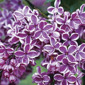 Syringa vulg. 'Sensation'