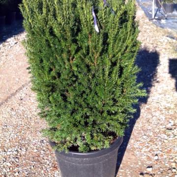 Taxus baccata 'Hilii'