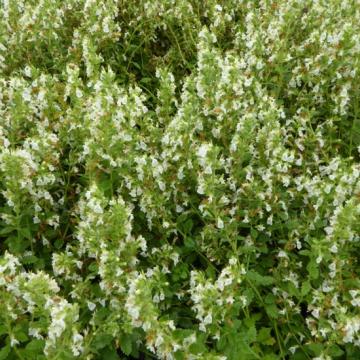 Teucrium chamaedrys 'Alba'