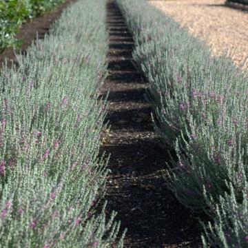 Teucrium lucidrys