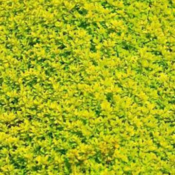 Thymus citriodorus 'Aureus'