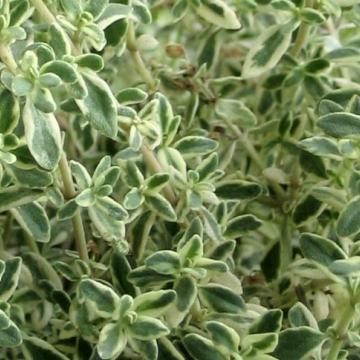 Thymus citriodorus 'Silver Queen'