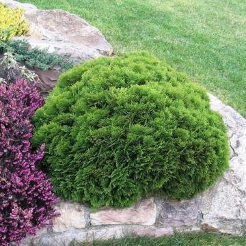 Thuja occidentalis 'Danica'