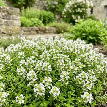 Thymus praecox 'Albiflorus'