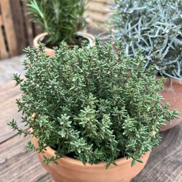 Thymus vulgaris 'Compactus'