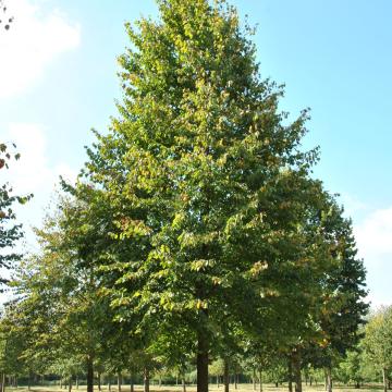 Tilia cordata