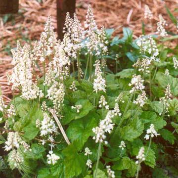 Tiarella cordifolia