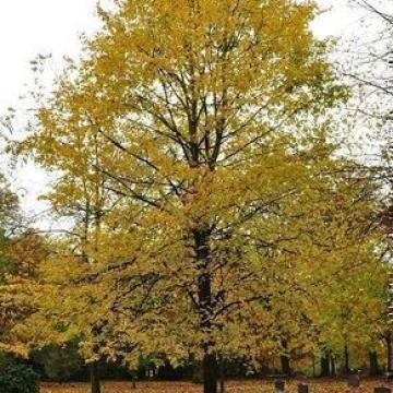 Tilia europaea (x) 'Pallida'