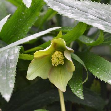 Helleborus torquatus
